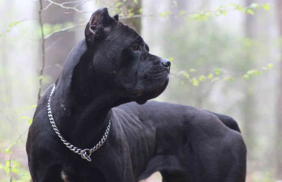 Skys 13, at 1.5 years old - a solid black female cane corso, front view of her turning left looking intently in the distance.