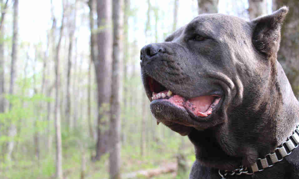 Skys Fade - a large blue brindle female cane corso, left profile look.