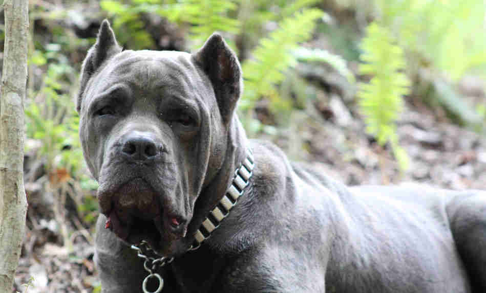Skys Fade - a large blue brindle female cane corso, looking calmly forward.