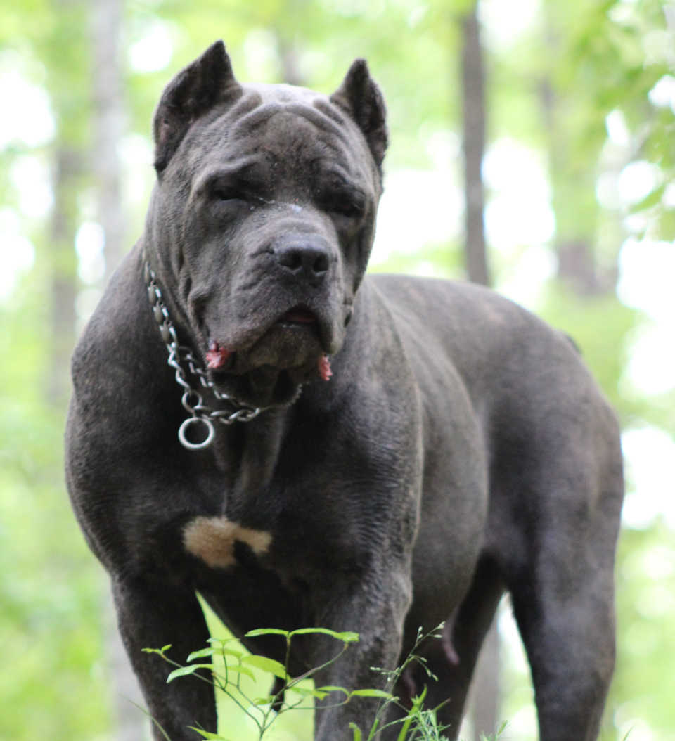 Skys Fade - a large blue brindle female cane corso, standing on a forest ledge looking downward.