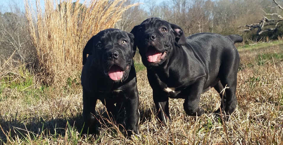Two Skys puppies (solid black, 2 months old) playing together on the meadow, running towards the camera.