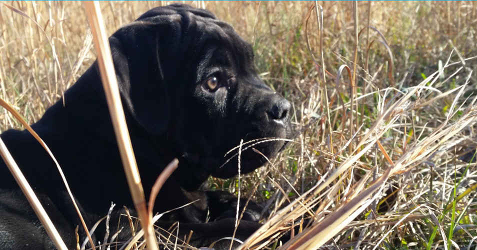 Close- up profile of a Sky cane corso puppy (2 month old solid black) laying down in tall dry grass and looking intently in the distance.